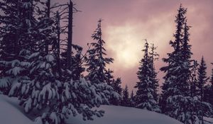 Preview wallpaper trees, spruces, snow, winter, nature