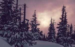 Preview wallpaper trees, spruces, snow, winter, nature