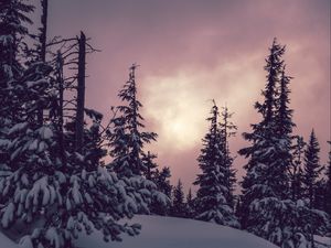 Preview wallpaper trees, spruces, snow, winter, nature