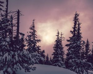 Preview wallpaper trees, spruces, snow, winter, nature