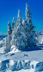 Preview wallpaper trees, spruces, snow, winter