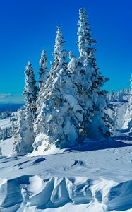 Preview wallpaper trees, spruces, snow, winter