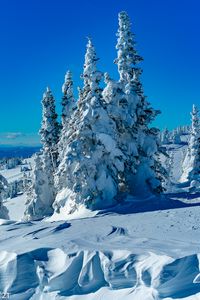 Preview wallpaper trees, spruces, snow, winter