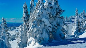 Preview wallpaper trees, spruces, snow, winter