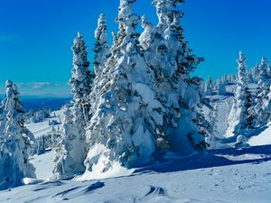 Preview wallpaper trees, spruces, snow, winter