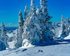 Preview wallpaper trees, spruces, snow, winter