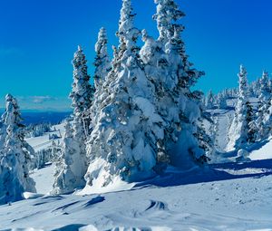 Preview wallpaper trees, spruces, snow, winter