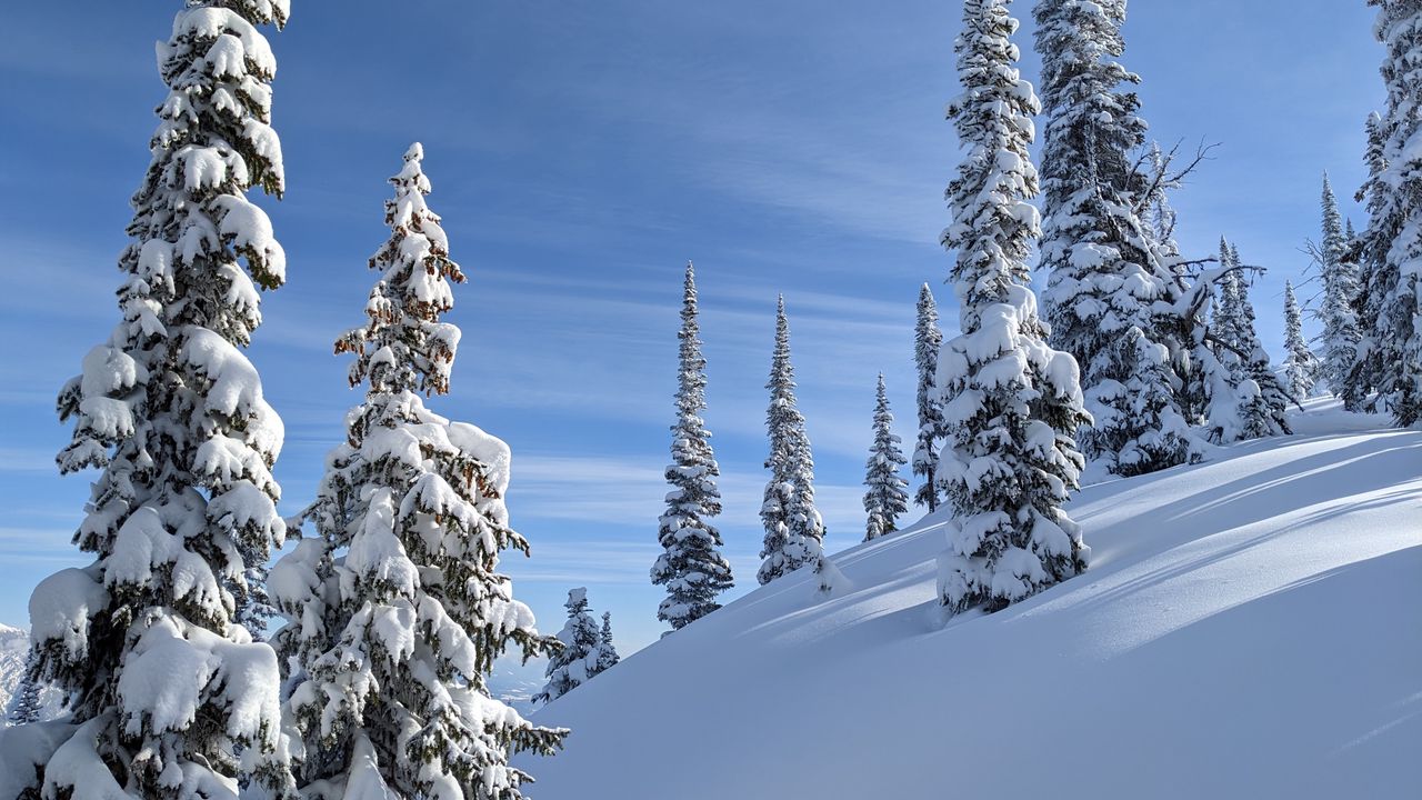 Wallpaper trees, spruces, snow, slope, winter