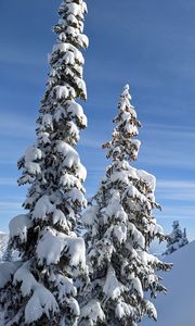 Preview wallpaper trees, spruces, snow, slope, winter