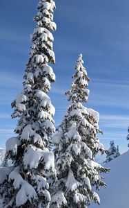 Preview wallpaper trees, spruces, snow, slope, winter