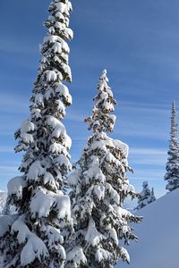 Preview wallpaper trees, spruces, snow, slope, winter