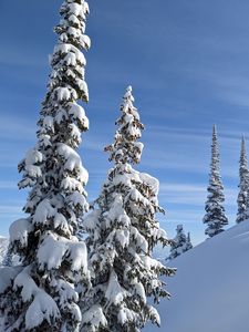 Preview wallpaper trees, spruces, snow, slope, winter