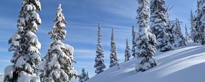 Preview wallpaper trees, spruces, snow, slope, winter