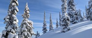 Preview wallpaper trees, spruces, snow, slope, winter