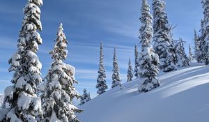 Preview wallpaper trees, spruces, snow, slope, winter