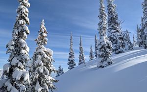 Preview wallpaper trees, spruces, snow, slope, winter