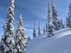 Preview wallpaper trees, spruces, snow, slope, winter