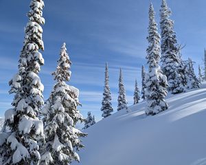 Preview wallpaper trees, spruces, snow, slope, winter