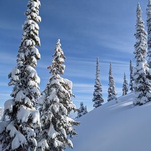 Preview wallpaper trees, spruces, snow, slope, winter