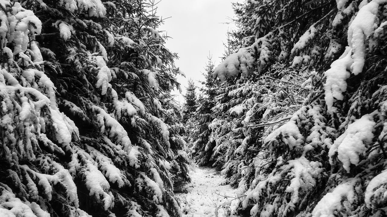 Wallpaper trees, spruces, snow, winter, landscape