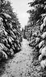 Preview wallpaper trees, spruces, snow, winter, landscape