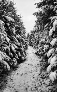 Preview wallpaper trees, spruces, snow, winter, landscape