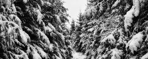 Preview wallpaper trees, spruces, snow, winter, landscape