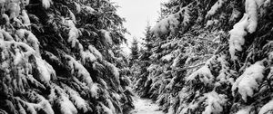 Preview wallpaper trees, spruces, snow, winter, landscape