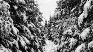 Preview wallpaper trees, spruces, snow, winter, landscape