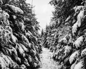 Preview wallpaper trees, spruces, snow, winter, landscape