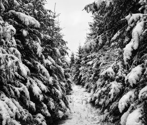 Preview wallpaper trees, spruces, snow, winter, landscape