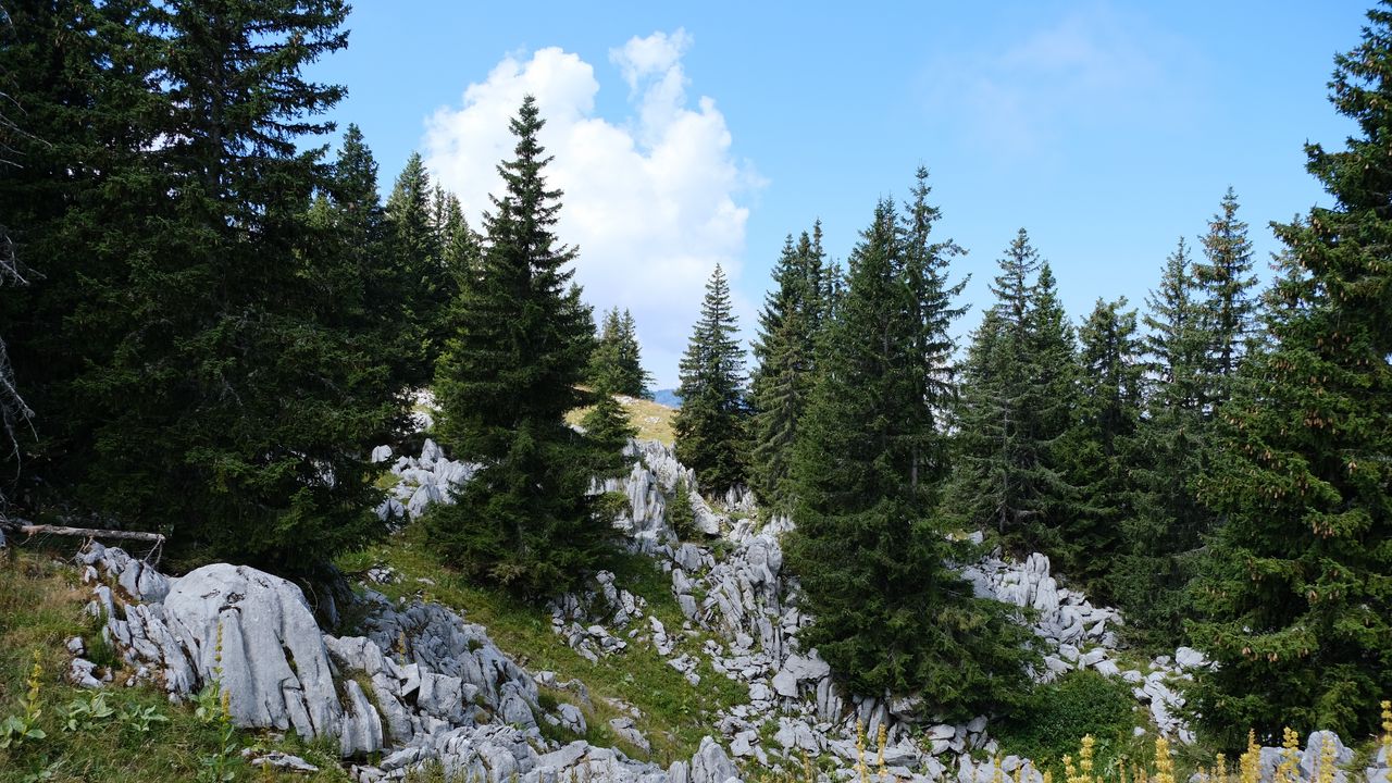 Wallpaper trees, spruces, stones, nature