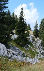 Preview wallpaper trees, spruces, stones, nature