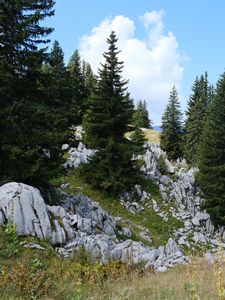 Preview wallpaper trees, spruces, stones, nature