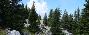 Preview wallpaper trees, spruces, stones, nature