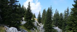 Preview wallpaper trees, spruces, stones, nature