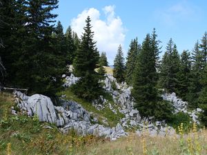 Preview wallpaper trees, spruces, stones, nature