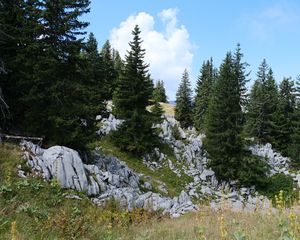 Preview wallpaper trees, spruces, stones, nature