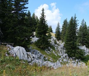 Preview wallpaper trees, spruces, stones, nature