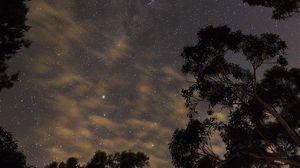 Preview wallpaper trees, starry sky, bottom view, stars