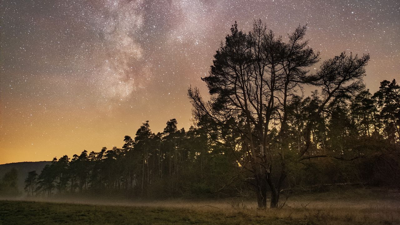 Wallpaper trees, starry sky, fog, night, stars