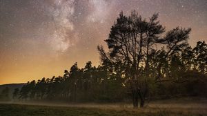 Preview wallpaper trees, starry sky, fog, night, stars