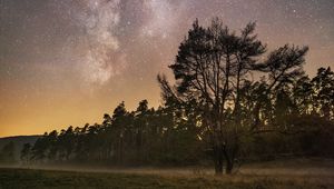 Preview wallpaper trees, starry sky, fog, night, stars