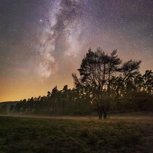 Preview wallpaper trees, starry sky, fog, night, stars