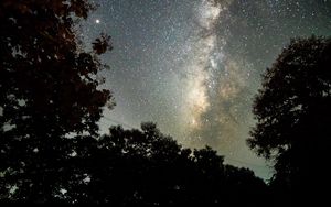 Preview wallpaper trees, starry sky, night, dark, nature