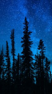 Preview wallpaper trees, starry sky, night, dark, sky