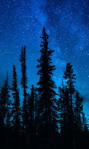 Preview wallpaper trees, starry sky, night, dark, sky