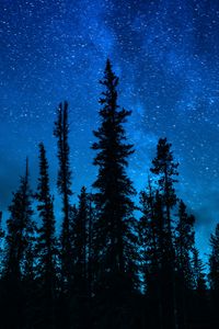 Preview wallpaper trees, starry sky, night, dark, sky