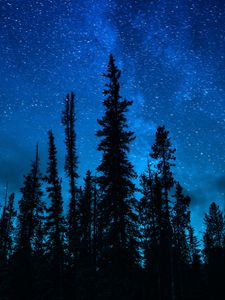 Preview wallpaper trees, starry sky, night, dark, sky