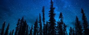 Preview wallpaper trees, starry sky, night, dark, sky